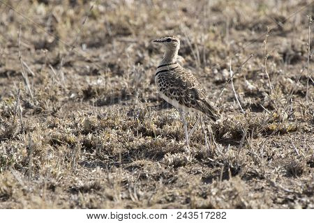 Two-banded Courser That Stand Among Dry Grass In Dry Savannah