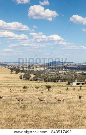 Cowra Nsw - Rolling Fields With Sheep On The Outskirts Of Cowra In Western New South Wales Australia