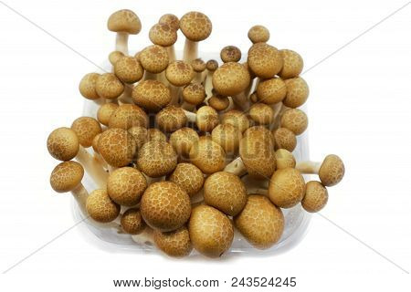 Top View Of Fresh Beech Mushroom Or Buna Shimeji Isolated On White Background. (hypsizygus Marmoreus