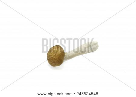 Top View Of Fresh Beech Mushroom Or Buna Shimeji Isolated On White Background. (hypsizygus Marmoreus