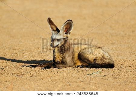 A bat-eared fox (Otocyon megalotis) in natural habitat, Kalahari desert, South Africa