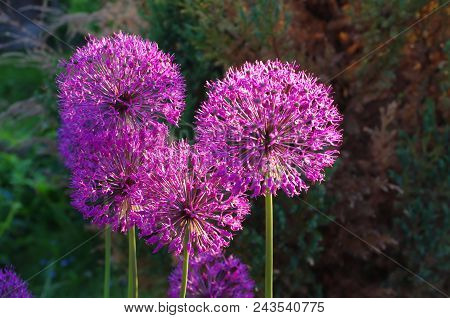 Flowers Of Decorative Onion Allium Christophii In Sunny Day