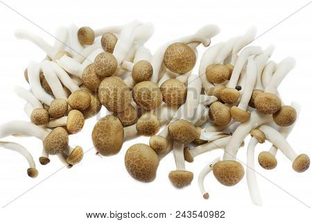 Top View Of Fresh Beech Mushroom Or Buna Shimeji Isolated On White Background. (hypsizygus Marmoreus