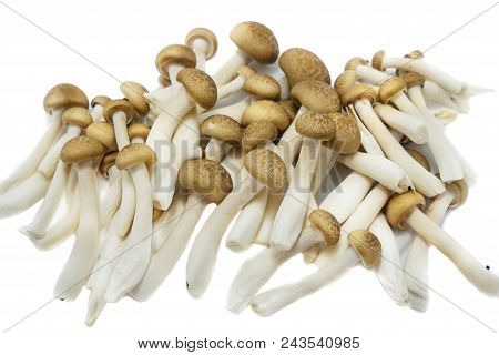 Top View Of Fresh Beech Mushroom Or Buna Shimeji Isolated On White Background. (hypsizygus Marmoreus