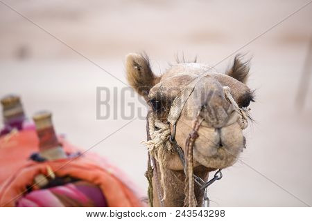 Muzzle Camel In Sharm El Sheikh, Egypt, Close Up. Animal In Desert.