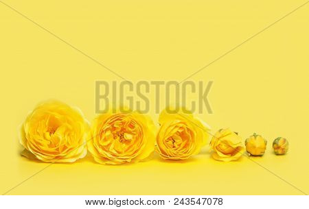 Yellow Roses On Yellow Background. Flower Evolution Concept. Copy Space For Your Text. Close Up Pict
