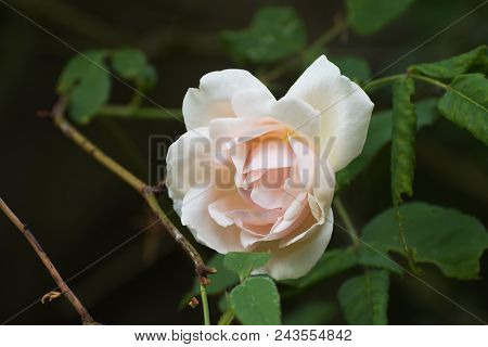 Soft Pink Flower Of The Rambling Or Climbing Rose 