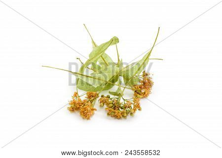 Dried  Linden Flowers For Linden Tea Preparation At Selective Focus On A White Background