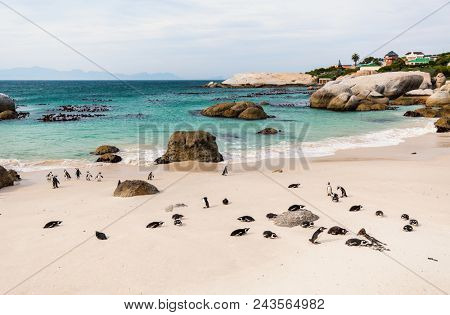 African penguins colony at Boulders beach near Cape Town in South Africa