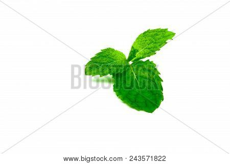 Kitchen Mint Leaf Isolated On White Background. Green Peppermint Natural Source Of Menthol Oil. Thai