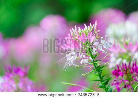 Pink Spider Flower (cleome Hassleriana)