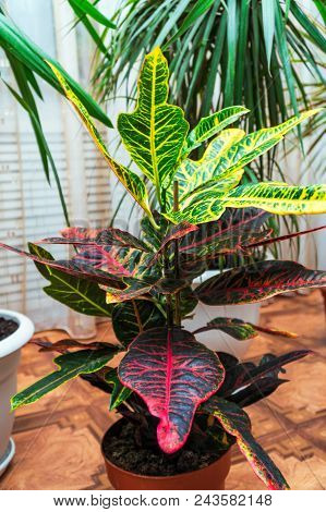 Home Plant Croton In A Pot. Codiaeum Variegatum. Plant With Striped Leaves