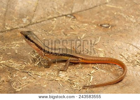 Skink, Sphenomorphus Sp, Scincidae, Trishna Tripura State Of India