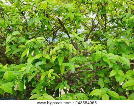 Close Up Of Leaves  Wrightia Religiosa As A Background, Natural Green Wallpaper, Ecological Concept.
