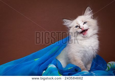 Small Siberian Kitten Meows On Brown Background