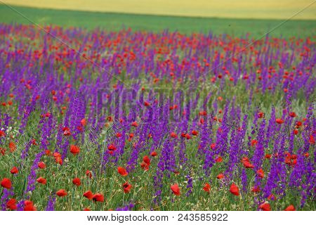 Flower carpet of blossoming poppies and delphinium flowers