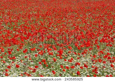 Spring meadow with blossoming daisies and poppy flowers 