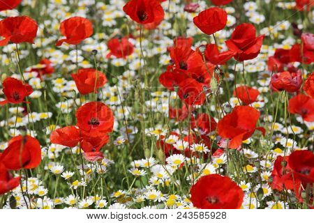 Spring meadow with blossoming daisies and poppy flowers 