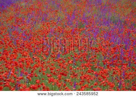 Flower carpet of blossoming poppies and delphinium flowers