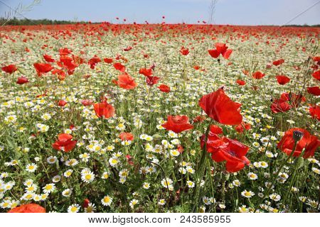 Spring meadow with blossoming daisies and poppy flowers 