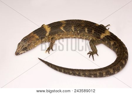 Skink, Tropidophorus Sp, Scincidae, Manu Tripura State Of India