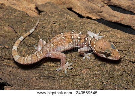 Termite Hill Geckoy, Hemidactylus Triedrus, Gekkonidae, Ncbs Bangalore  India