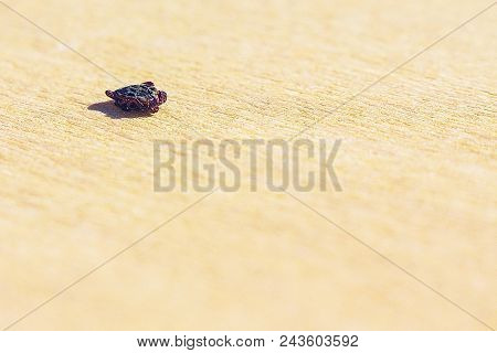 Encephalitic Mite Shrank And Lies On The Table Pretending To Be Dead.