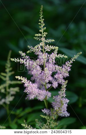 Chinese Astilbe Pink Flowers - Latin Name - Astilbe Chinensis