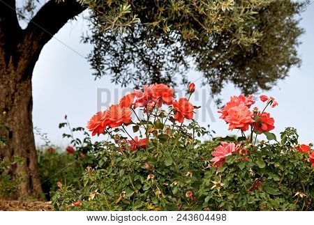 Jerusalem, Israel - May 05, 2018: Roses Grow Under An Olive Tree In The  Wohl Rose Park In Jerusalem