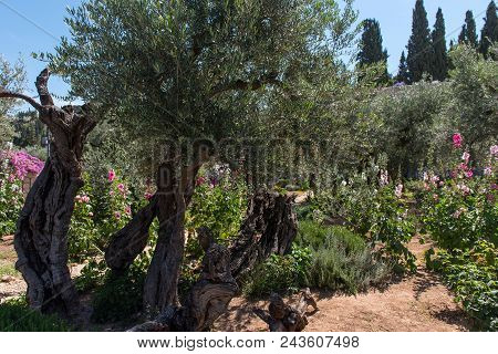 Olive Trees In Gethsemane Garden, Jerusalem
