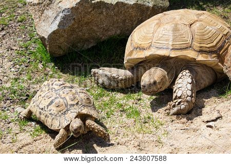 Small And Big African Spurred Tortoise On Grass Ground