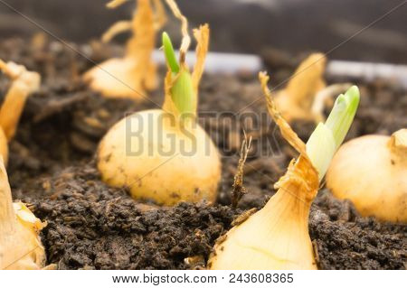 Flower Bulbs In Pots Ready For Planting In The Flowerbed