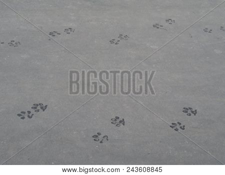 Wet Dog Prints On The Pavement. Dog Paws Animal Tracks Imprinted On Concrete Surface Background. Pas