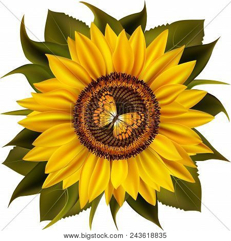 Illustration Of Sunflower With Leaves And Silverspot Butterfly Isolated