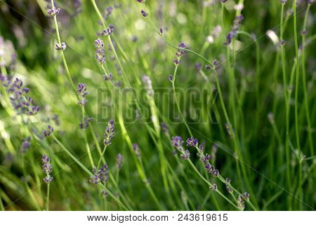 Flowering Fragrant Lavender In The Rays Of The Morning Or Evening Sun. Selective Focus.