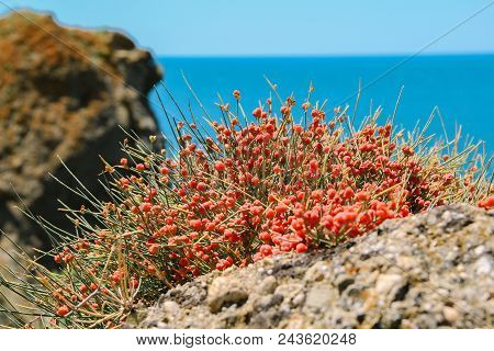 Beauty Bush Of Red Berries At Sea And Rocks Landscape. Crimean Plants. Closeup.