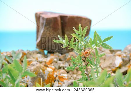 Wonderful Sea And Rocks Landscape Crimean Plants. Closeup.