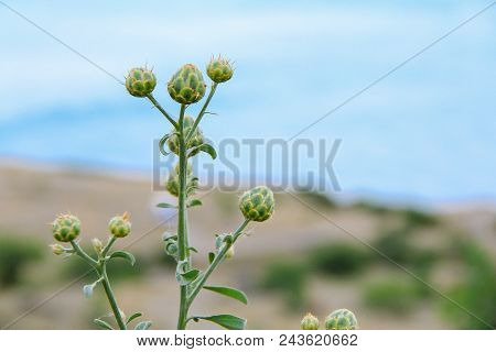 Wonderful Sea And Rocks Landscape. Crimean Burdock Plants. Closeup.