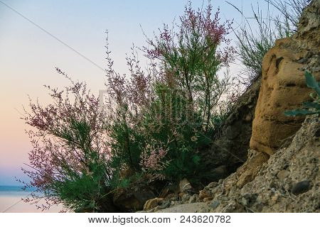 Wonderful Sea And Rocks Landscape Crimean Plants. Closeup.