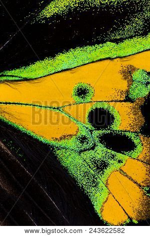 Wing detail of Rothschild's birdwing (Ornithoptera rothschildi) 