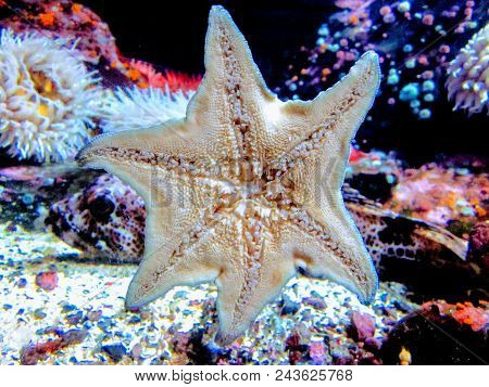 A Single Starfish Standing Out From The Crowd