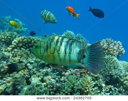 Wrasse miotła ogon