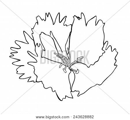 Vector Illustration, Isolated Dianthus Flower In Black And White Colors, Outline Hand Painted Drawin
