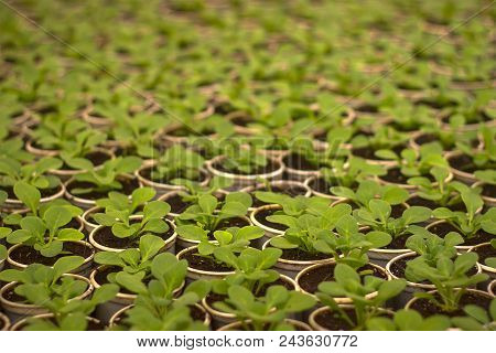 Growing Seedlings In Peat Pots. Plants Seeding In Sunlight In Modern Botany Greenhouse, Horticulture