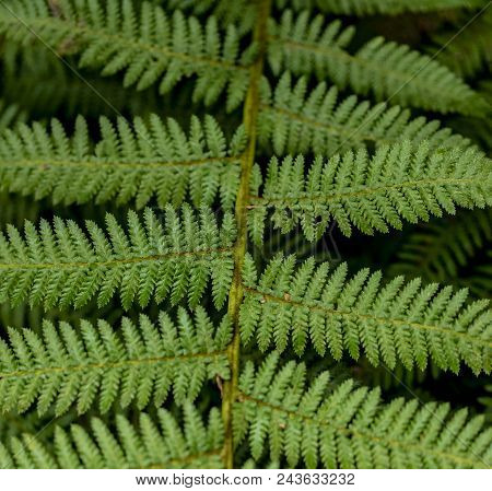 Detail Of The Fern Doodia Caudata Leaves