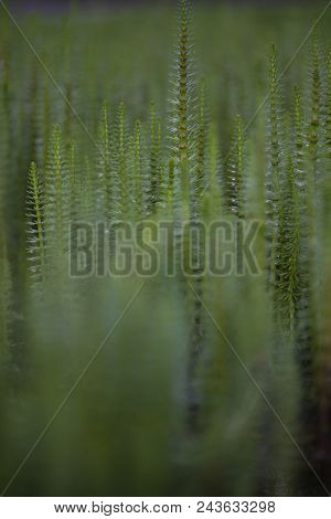 Mare's Tail Aquatic Plant
