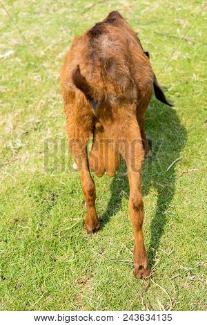 Testicle, Ball Or Testis Of Goat. Back Side Of The Goat.
