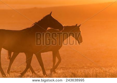 Beautiful Image Of Free Mustangs On The Field At Sunset