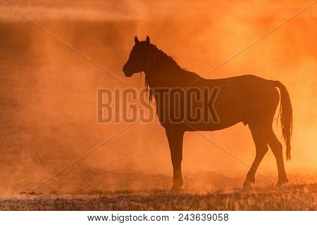 Beautiful Silhouette Of Free Mustang On The Field At Sunset