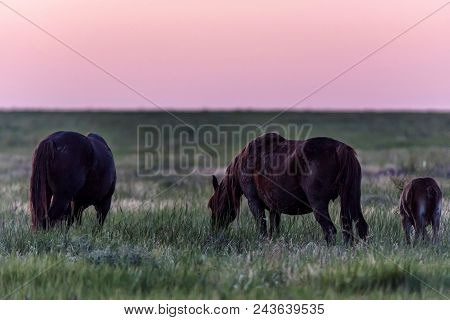 Beautiful Image Of Free Mustangs On The Field In Evening